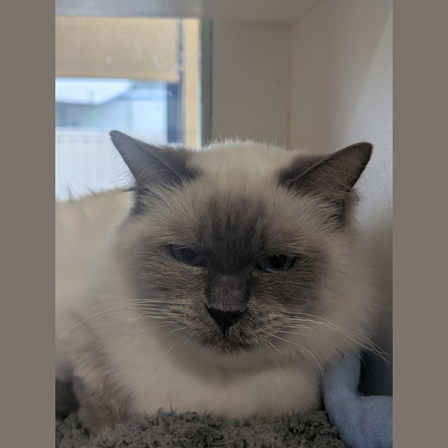Photo of Bramble