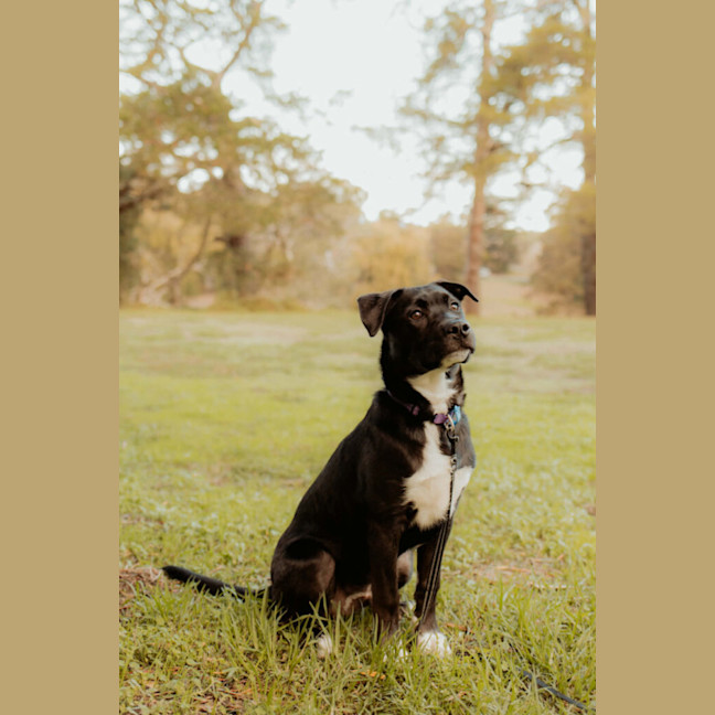 Photo of Shadow