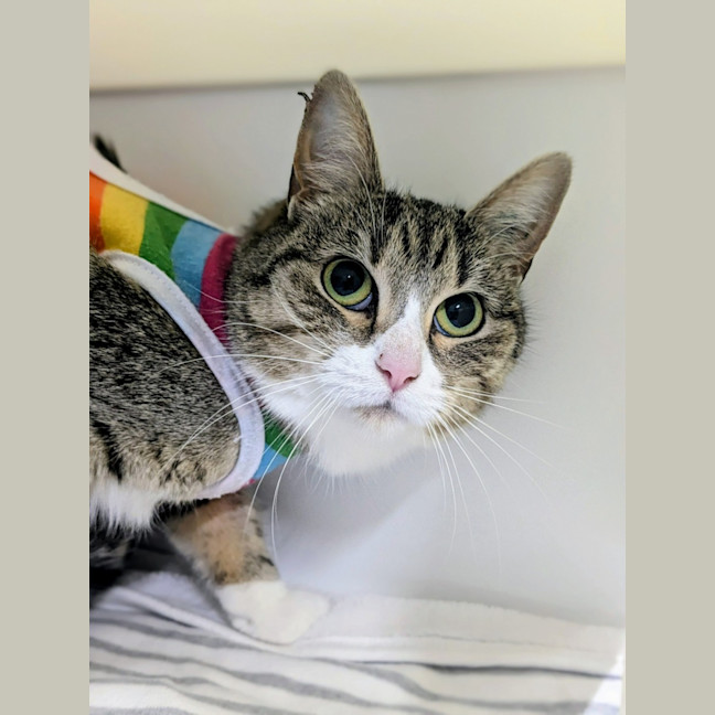 Photo of 🎭 Mischief 6423 🎭