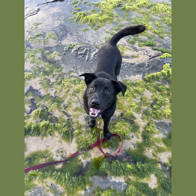 Photo of Puddin   1 Year Old Kelpie X Cattle Dog