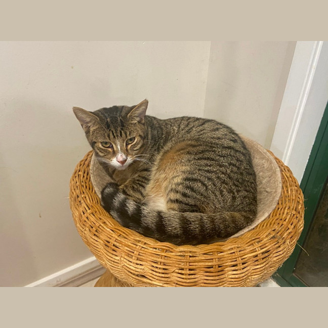 Photo of Ron (Weasley) Of Harry Potter Fame