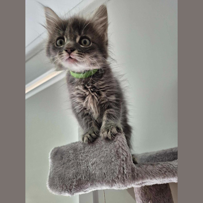 Photo of Stormy