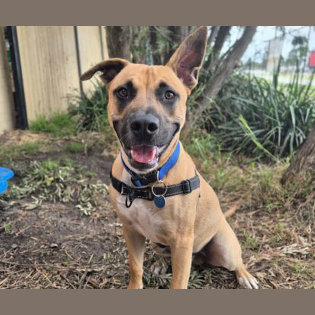 Photo of Harvey