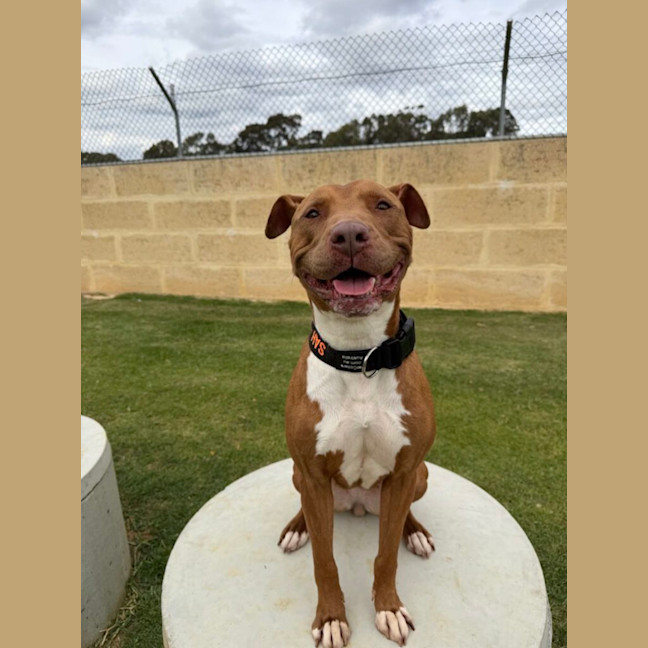 Photo of Honey