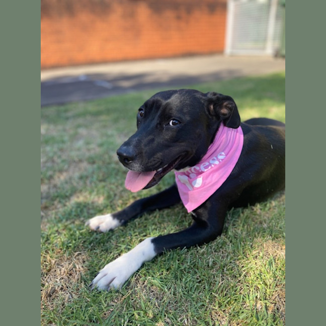 Photo of Pepper Imp 2357