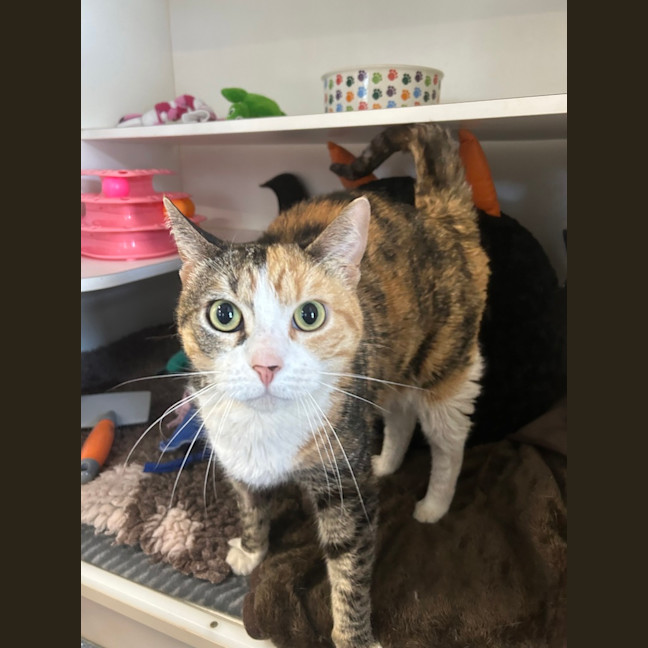 Photo of Tigerlily