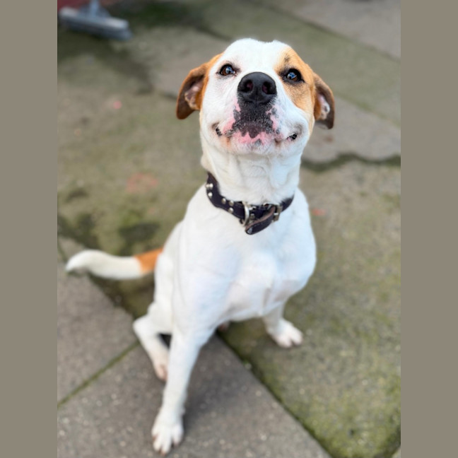 Photo of Dozer