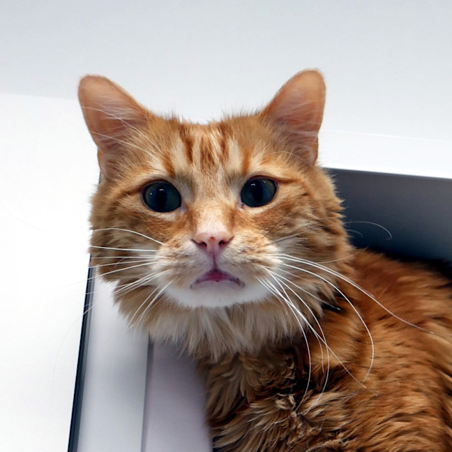 Photo of Crookshanks Sua013847