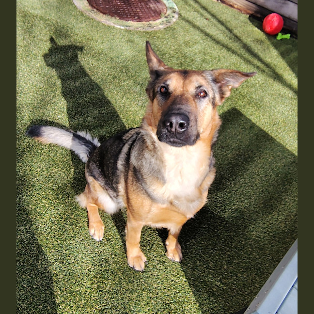 Photo of Nova
