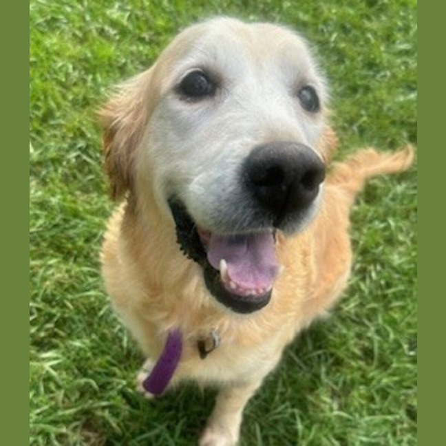 Photo of Gertie 