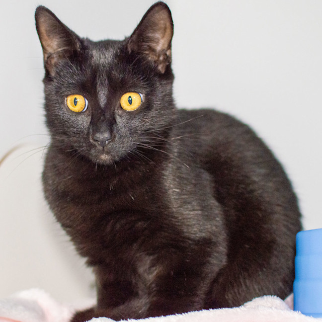 Photo of Kitty Kat