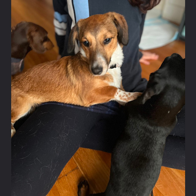 Photo of Scout   7 Month Old Dachshund X