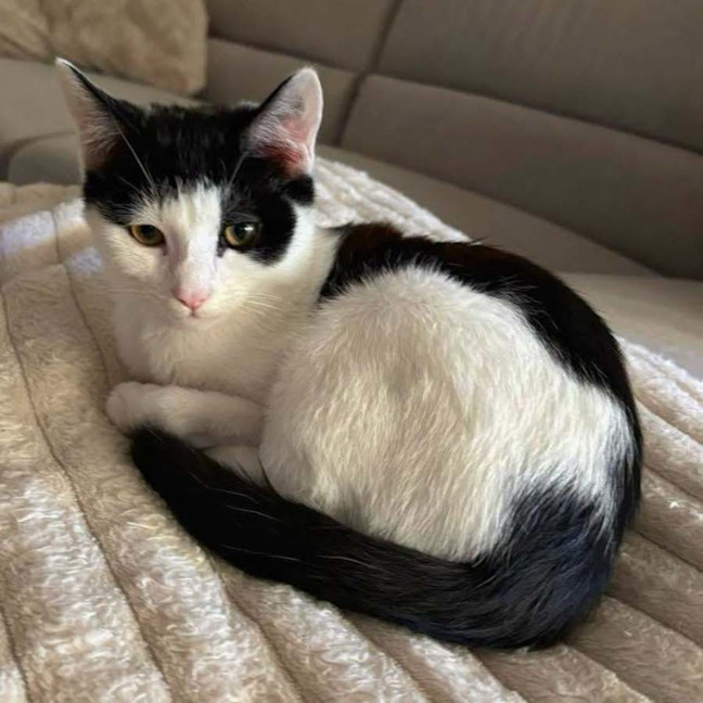 Photo of 13694   Bandit
