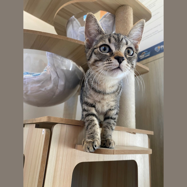 Photo of C1488 Venus