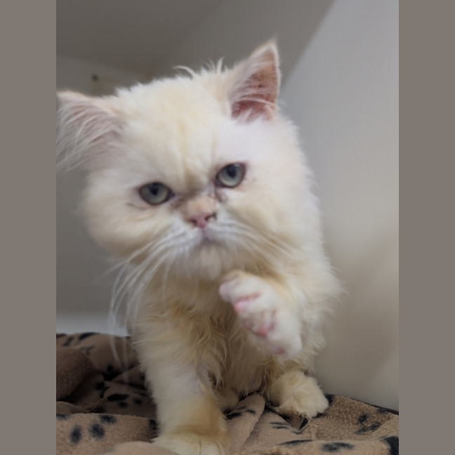 Photo of Gemini (Mello)
