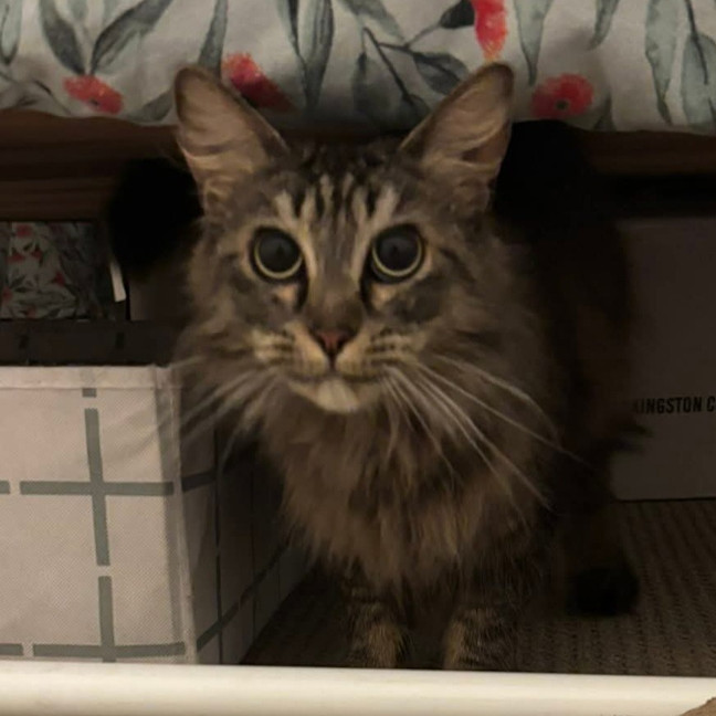 Photo of Lulu