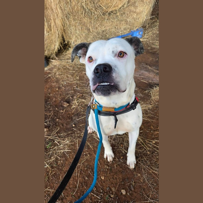 Photo of Nala