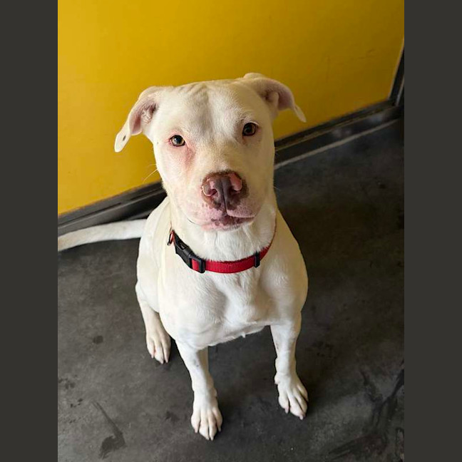 Photo of Nova