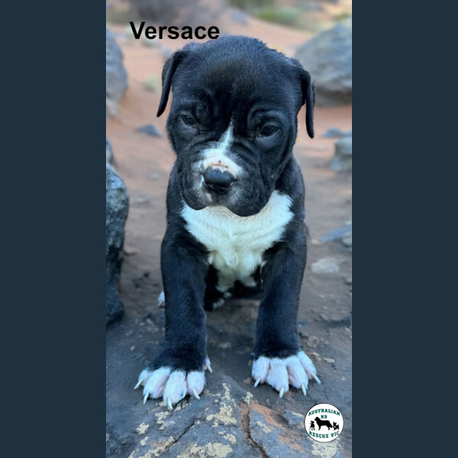 Photo of Versace