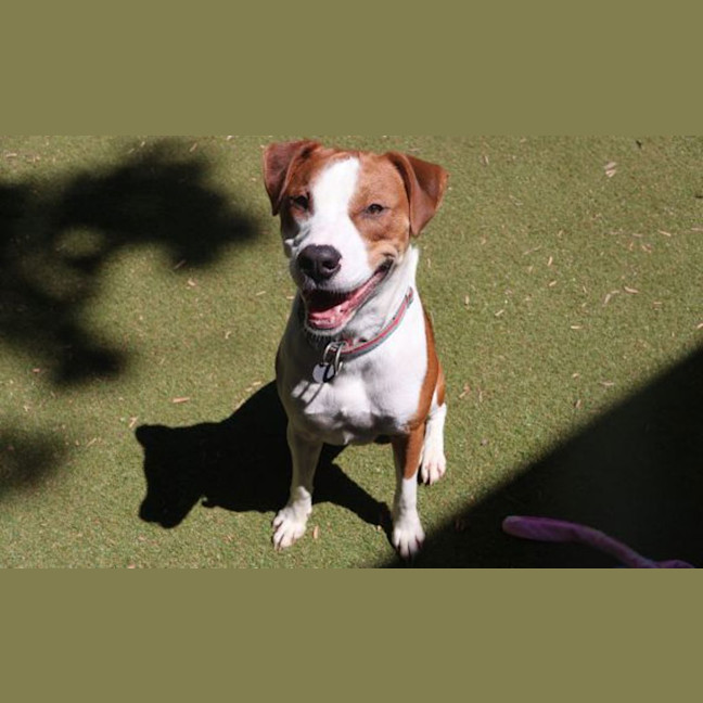 Photo of Bronson