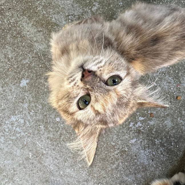Photo of Sugar