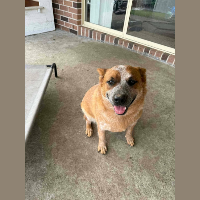 Photo of Ginger   1.5 Year Old Cattle Dog