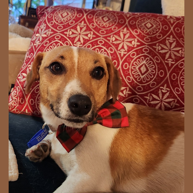 Photo of Snuggles   1 Year Old Jack Russell 