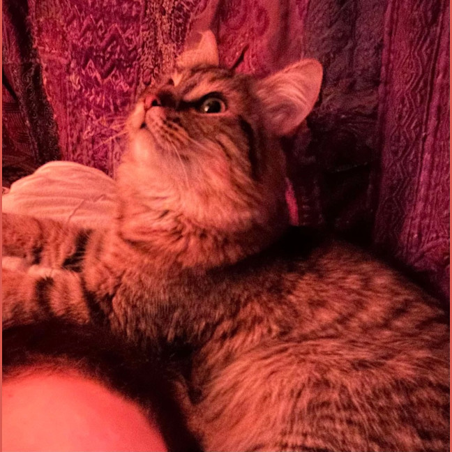 Photo of Marshmellow 