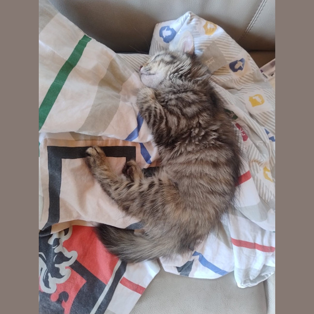 Photo of Cookie And Marmalade