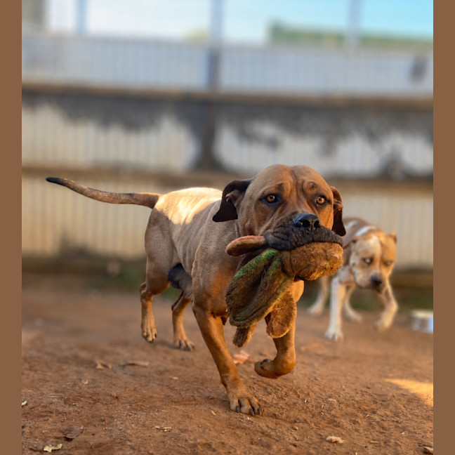 Photo of Daisy