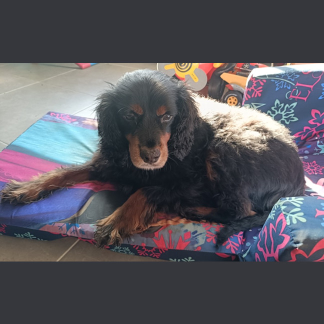 Photo of Maxi   5 Year Old Cavoodle