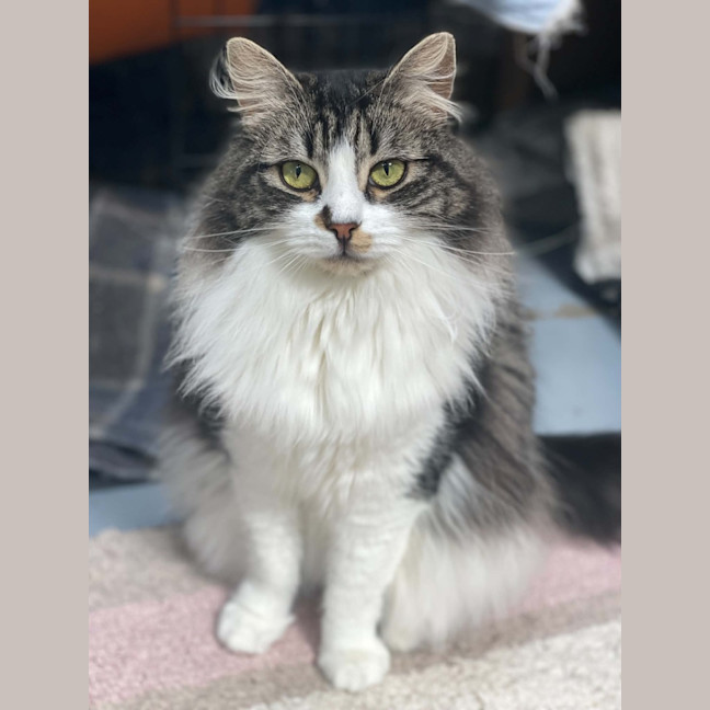 Photo of Hissy Missy Maggy May ** 2nd Chance Cat Rescue**