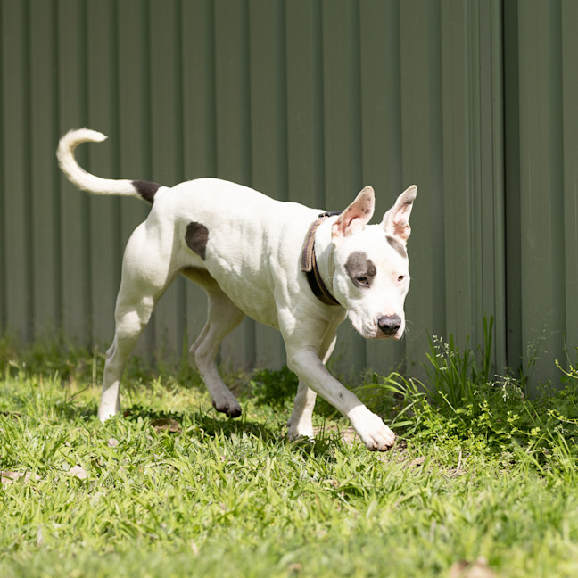 Photo of Jetta