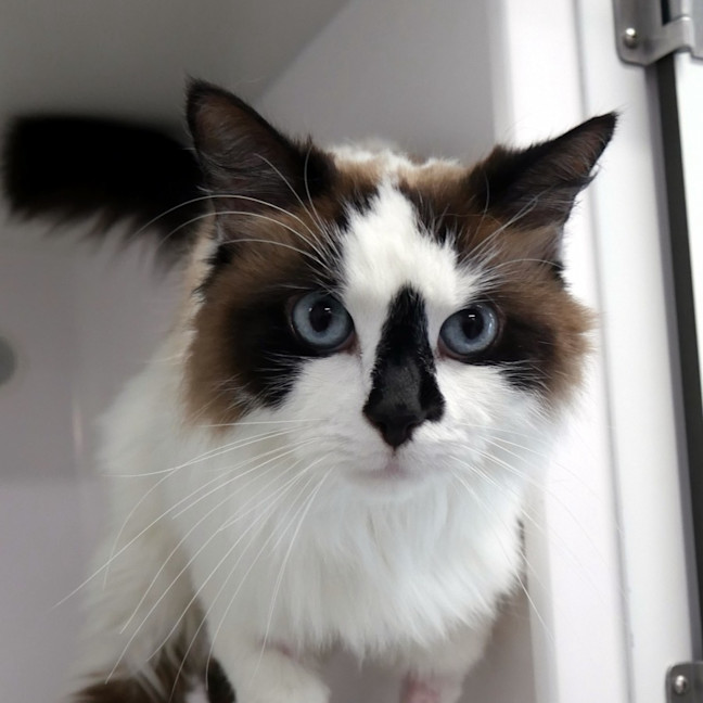 Photo of Atticus Sua012961