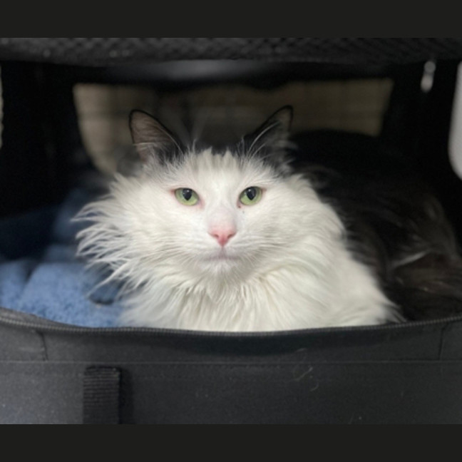 Photo of Wellington Von Floof