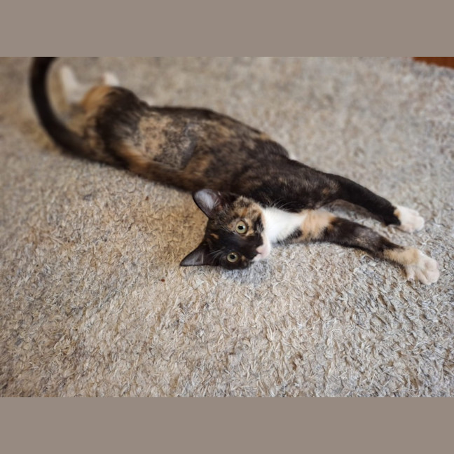 Photo of Ember