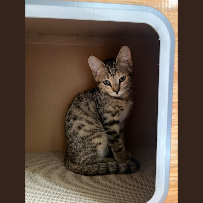 Photo of Meisha