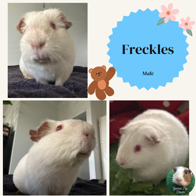 Photo of Freckles