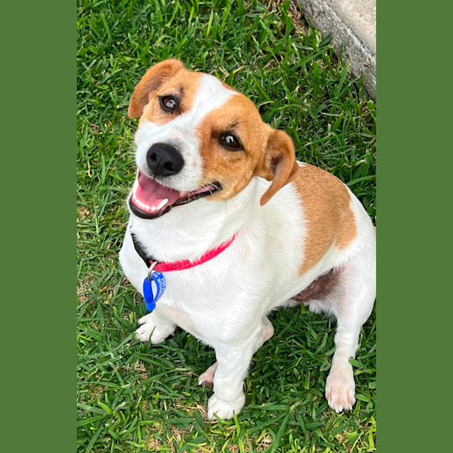 Photo of Chilli   3 Year Old Jack Russell Terrier
