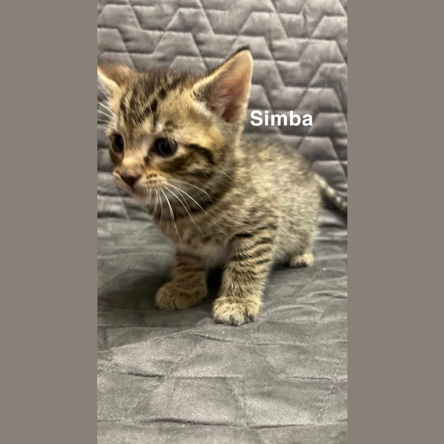 Photo of Simba