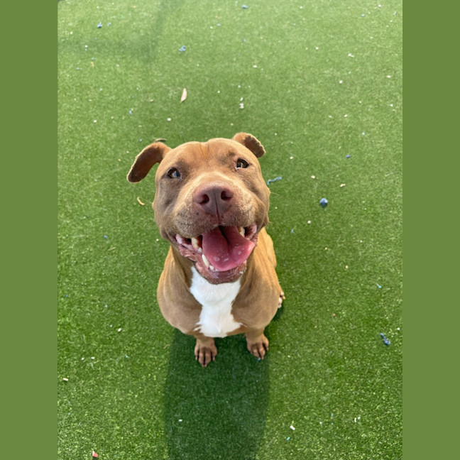 Photo of Coco Imp 1448