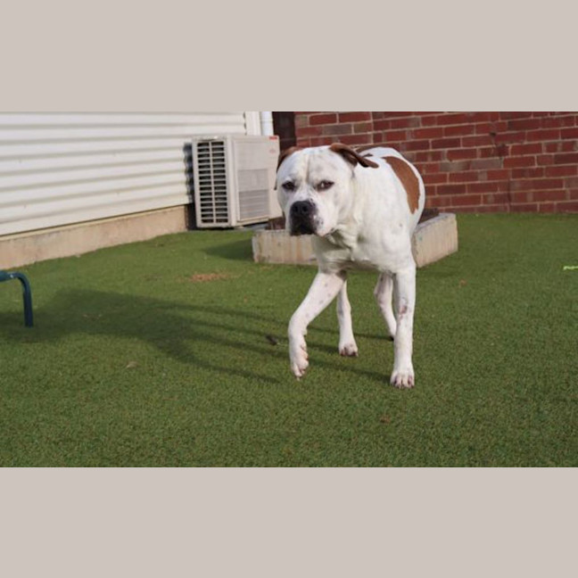 Photo of Patch