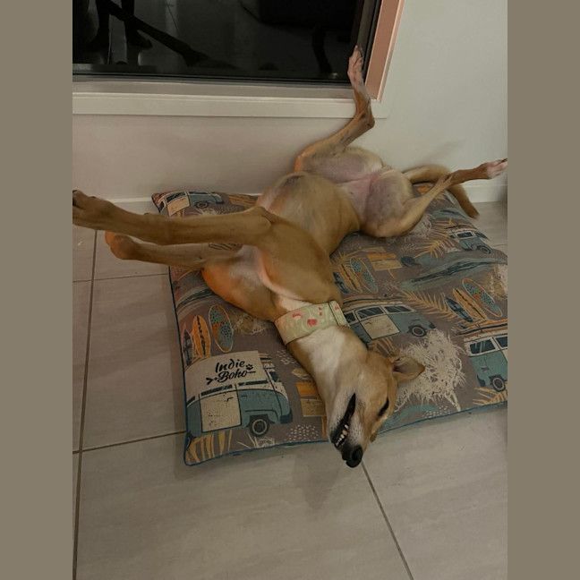 Photo of Clover The Greyhound