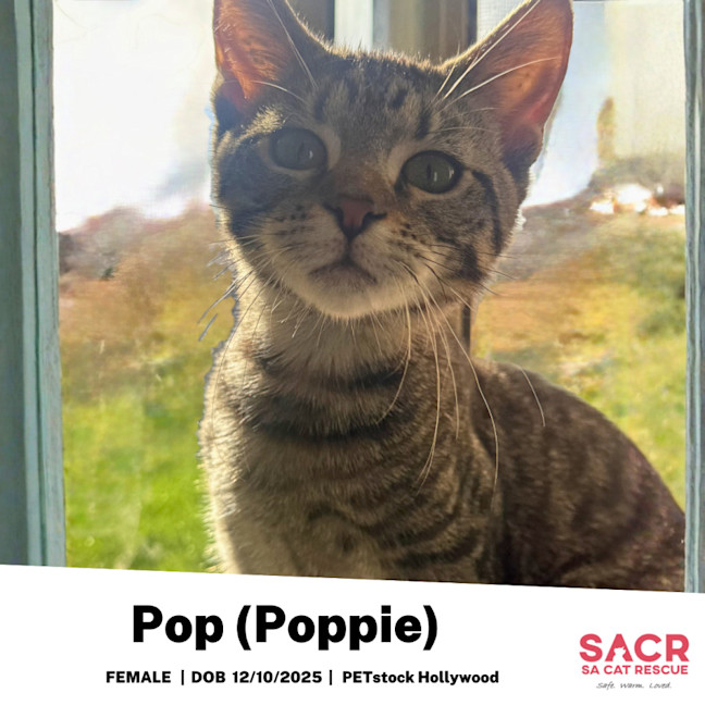 Photo of Pop (Poppie)