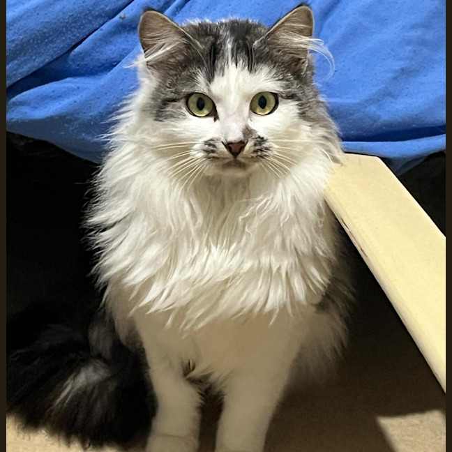 Photo of Bindi