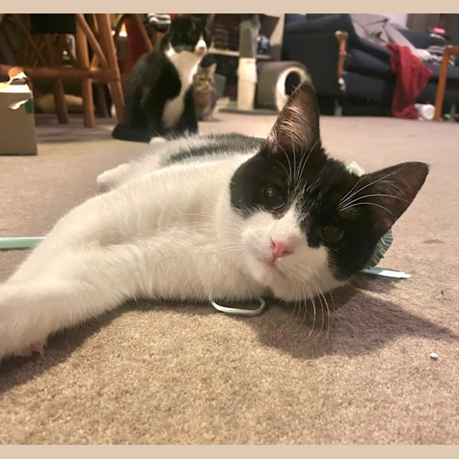 Photo of Nyx **2nd Chance Cat Rescue**