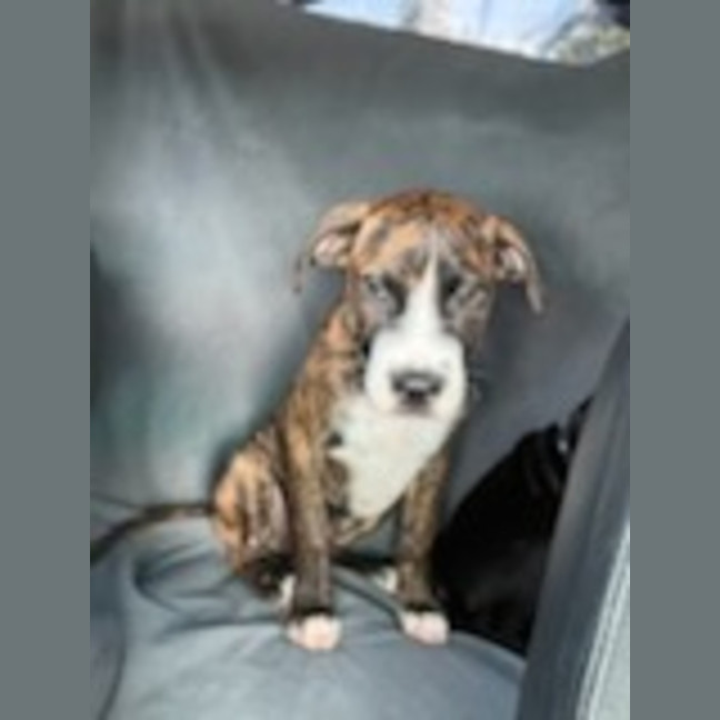 Photo of Chester
