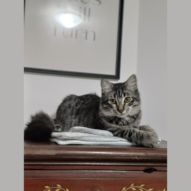 Photo of Rambo