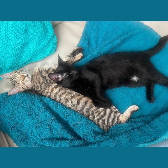Photo of Fang & Katsu 