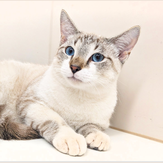 Pixel - Male Dsh Mix Cat in WA - PetRescue Pixel - Male Dsh Mix Cat in WA - PetRescue